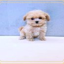 하남강아지 이미지