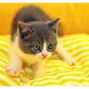 야옹아 멍멍해봐 동탄하나로점 이미지