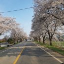 상하리 벚꽃길 이미지