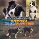 화이트켄넬(white-kennel) | 보더콜리 키우기전 공부하자! 보더콜리 성격과 특징, 해외 직수입, 질병, 대한민국 개체의 문제