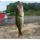 덕산낚시터(배태리양촌) | [출조후기] [배스] 2015. 5. 17 덕산낚시터