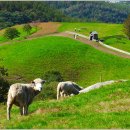 푸른목장 이미지