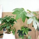 데오래쉬