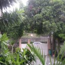 초록망고 이미지