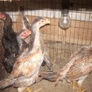 비학농장 이미지