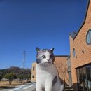 강아지를 미용하는 여자 | "반려마루 화성 봉사" 후기 및 봉사 신청 방법