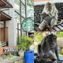 프레스트 | 발리에서 생긴일 🐒 발리 우붓 몽키프레스트 스타벅스 후기 원숭이한테 음료 뺏긴 썰..조심하세요!
