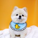 하나카동물병원 이미지