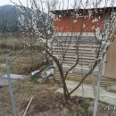 청솔바이오 이미지