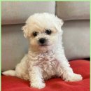 플랜멍 강아지분양 포항점 | 포항강아지 플랜멍에서 만난 건강한 반려견과 새로운 시작