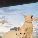 보물약국 이미지