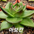 아보