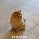 강남펫살롱 | [필스타 강남애견미용] 가위컷 전문샵｜압구정 주차 가능 프리미엄 애견미용 포메 물개컷후기