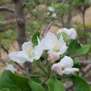 미골농장 이미지