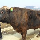 아산칡소영농조합법인 이미지