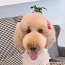 그레이스 그루밍 이미지