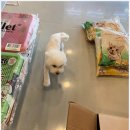 전주강아지분양 미니퍼피 가정견사 직영 | 전주강아지분양, 미니퍼피 가정견사 전주직영점에서 만난 믿을 수 있는 선택