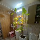 진남상가 화장실 이미지