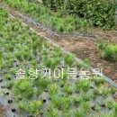 해송2로 이미지