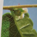 배영유치원 이미지