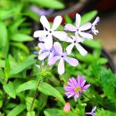 패랭이공원 이미지