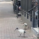 (유)아웃백스테이크하우스코리아 공항점 | 퇴사하고 호주여행 #4 브리즈번 공항 입국 | 옵터스 무료이심 신청| 해쭈맛집 Phat boy 후기