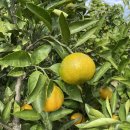 부영농장3 이미지