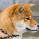 펫영양사 이미지