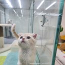 러블리캣독 의정부고양이분양 강아지분양 이미지