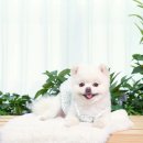 진성사진관 이미지