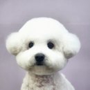 도그스타 이미지