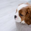 이산동물의료센터 이미지