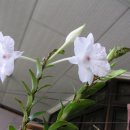 이름은 모릅니다~난 (蘭) 종류입니다~^^Dendrobium parthenium 이미지
