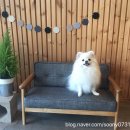 애견스토리