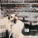 에이엔티 이미지