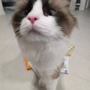 골든캣 | 아이누 사공스프 사공스틱 심플리야미사료 2026 궁디팡팡캣페스타 고양이츄르 습식 후기