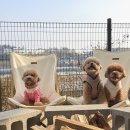 people puppy 이미지