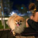 해피바우 애견유치원 이미지