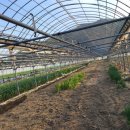 남산리 하우스 이미지