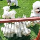 리틀파우스 이미지