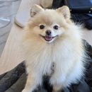 [김포애견카페] 내돈내산 김포 신상 실내 애견 카페 퍼플러피 방문 후기