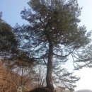 왕소나무민박 이미지