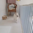 동글하개 이미지