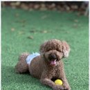 힐링애견샵 이미지