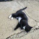 강아지랑고양이 이미지