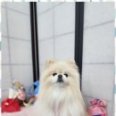 오늘도예쁘개 이미지