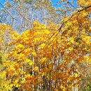 큰사랑꼬마숲어린이집 | 부산 북구 부산 화명수목원 대천천 누리길의 가을 산책