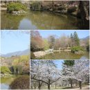 경주여행- 경주가볼만한곳 불국사 여행중에 벚꽃의 아름다움도 함께 즐겨 봅니다.