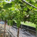 영재농장 이미지