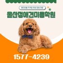 울산퍼스트애견미용학원 | 학원💸 애견미용학원 선택할 때 ‘국비지원’보다 ‘이것’부터 확인하세요 (울산정애견미용학원 솔직후기)🔥